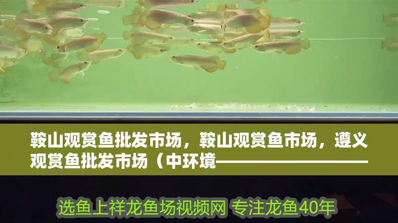 鞍山觀賞魚批發市場，鞍山觀賞魚市場，遵義觀賞魚批發市場（中環境—————————）
