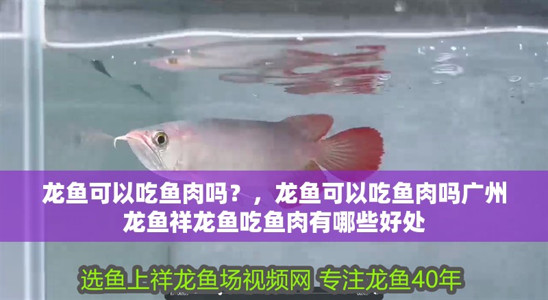 龍魚可以吃魚肉嗎？，龍魚可以吃魚肉嗎廣州龍魚祥龍魚吃魚肉有哪些好處