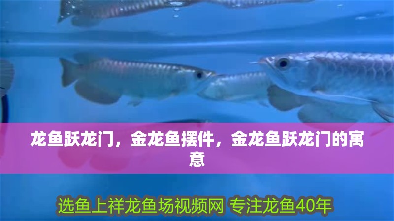 龍魚躍龍門，金龍魚擺件，金龍魚躍龍門的寓意
