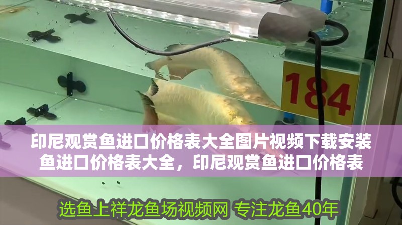 印尼觀賞魚進口價格表大全圖片視頻下載安裝魚進口價格表大全，印尼觀賞魚進口價格表