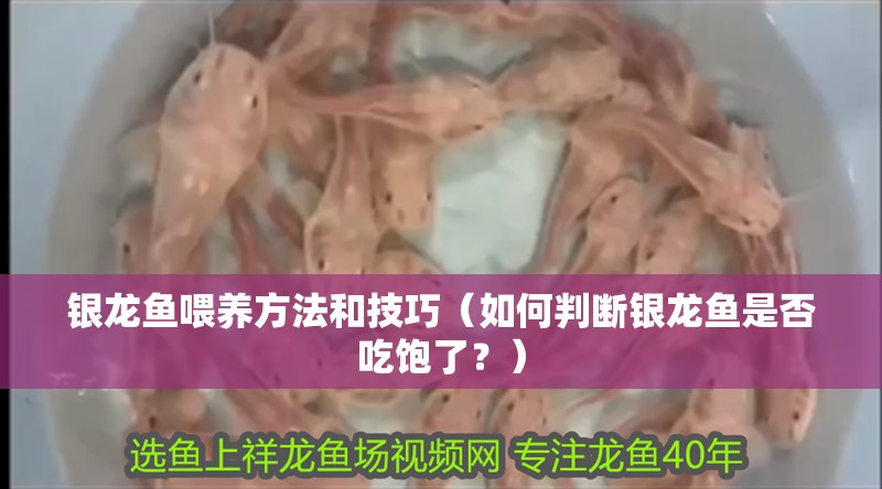 銀龍魚喂養(yǎng)方法和技巧（如何判斷銀龍魚是否吃飽了？）