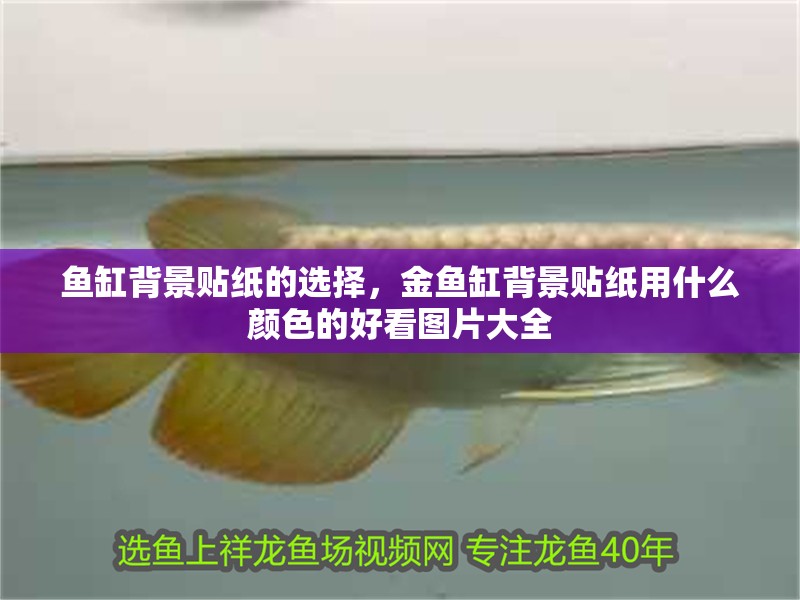 魚缸背景貼紙的選擇，金魚缸背景貼紙用什么顏色的好看圖片大全