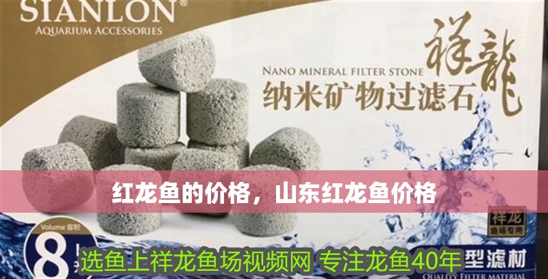 紅龍魚的價格，山東紅龍魚價格