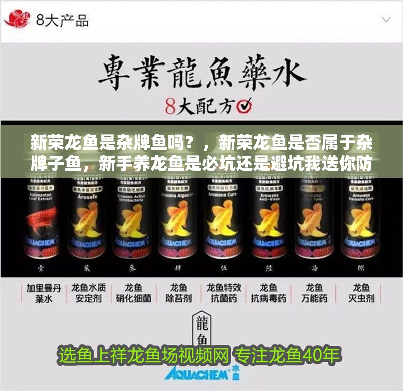 新榮龍魚是雜牌魚嗎？，新榮龍魚是否屬于雜牌子魚，新手養龍魚是必坑還是避坑我送你防坑