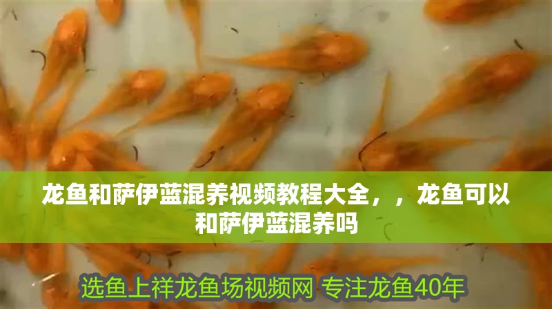 龍魚和薩伊藍混養視頻教程大全，，龍魚可以和薩伊藍混養嗎