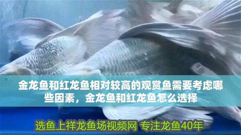 金龍魚和紅龍魚相對較高的觀賞魚需要考慮哪些因素，金龍魚和紅龍魚怎么選擇