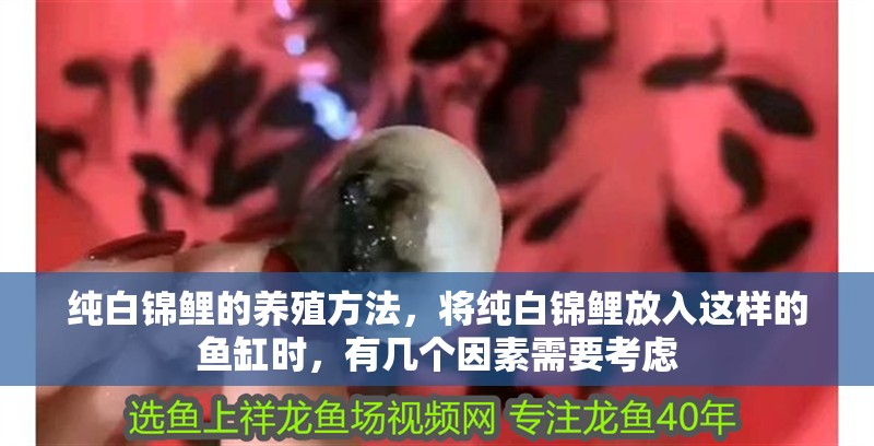 純白錦鯉的養殖方法，將純白錦鯉放入這樣的魚缸時，有幾個因素需要考慮