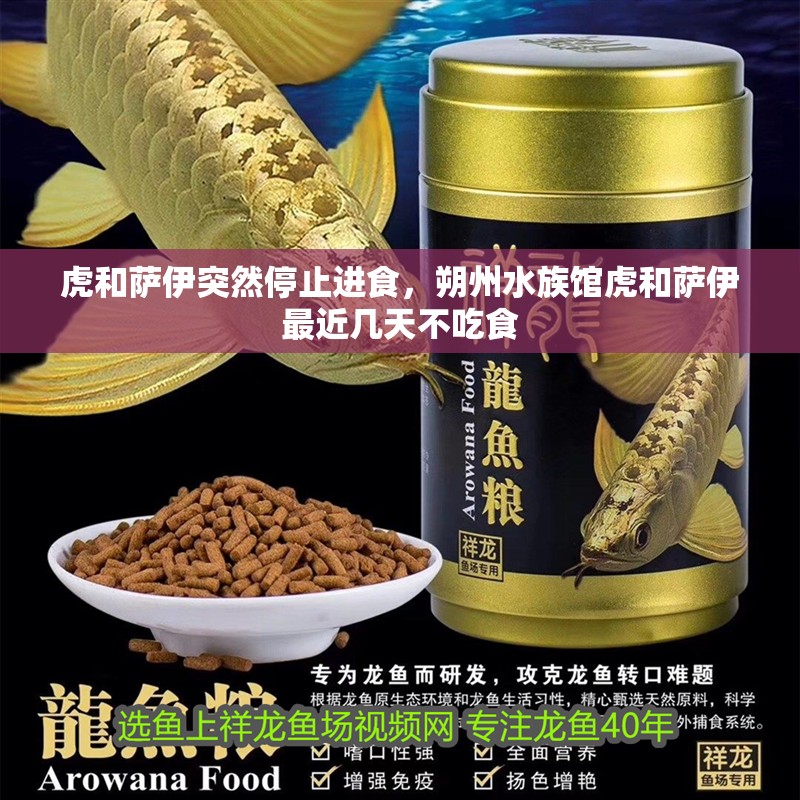 虎和薩伊突然停止進食，朔州水族館虎和薩伊最近幾天不吃食