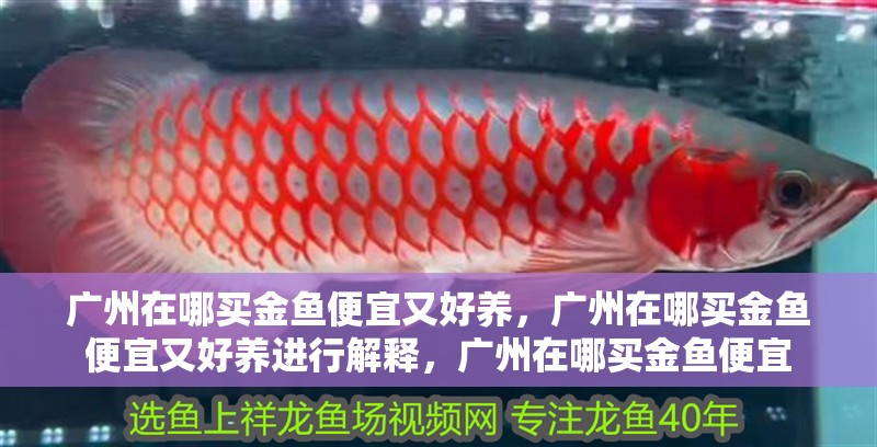 廣州在哪買金魚便宜又好養(yǎng)，廣州在哪買金魚便宜又好養(yǎng)進行解釋，廣州在哪買金魚便宜