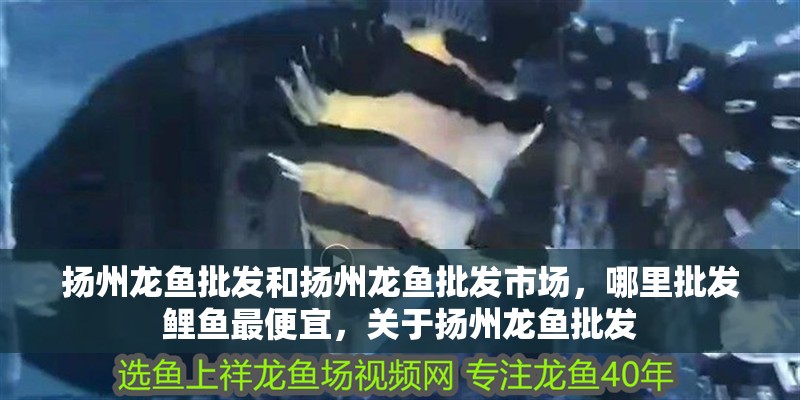 揚州龍魚批發(fā)和揚州龍魚批發(fā)市場，哪里批發(fā)鯉魚最便宜，關(guān)于揚州龍魚批發(fā)