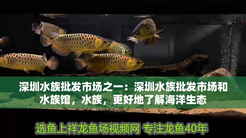深圳水族批發市場之一：深圳水族批發市場和水族館，水族，更好地了解海洋生態