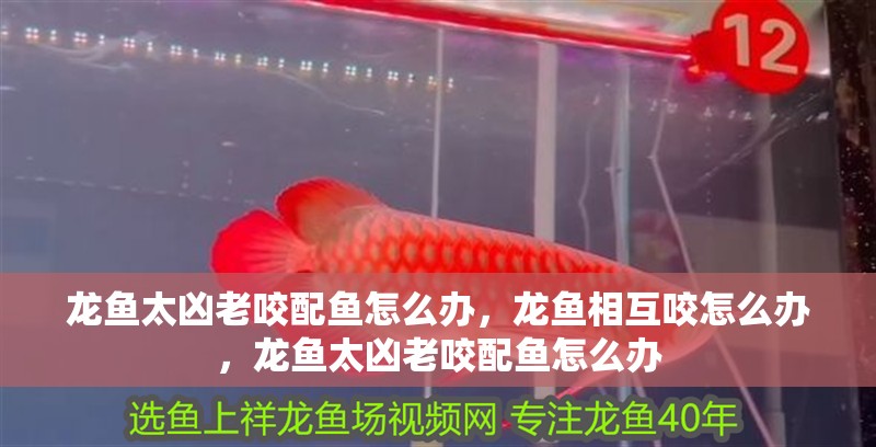 龍魚太兇老咬配魚怎么辦，龍魚相互咬怎么辦，龍魚太兇老咬配魚怎么辦
