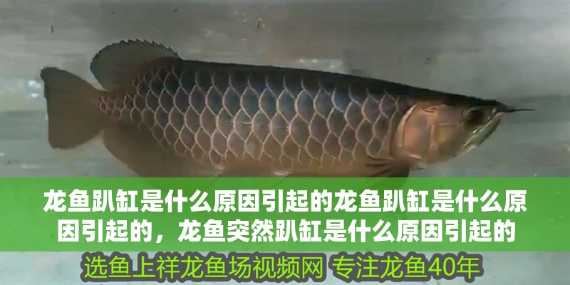 龍魚趴缸是什么原因引起的龍魚趴缸是什么原因引起的，龍魚突然趴缸是什么原因引起的
