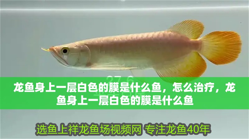 龍魚身上一層白色的膜是什么魚，怎么治療，龍魚身上一層白色的膜是什么魚