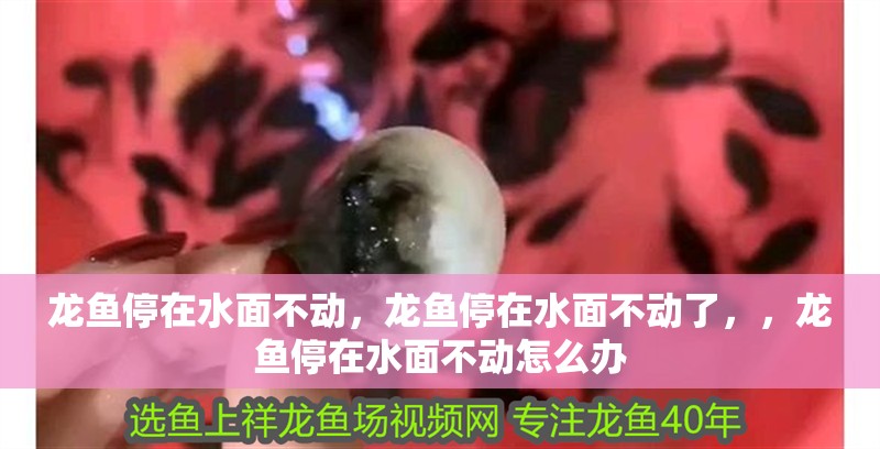 龍魚停在水面不動，龍魚停在水面不動了，，龍魚停在水面不動怎么辦
