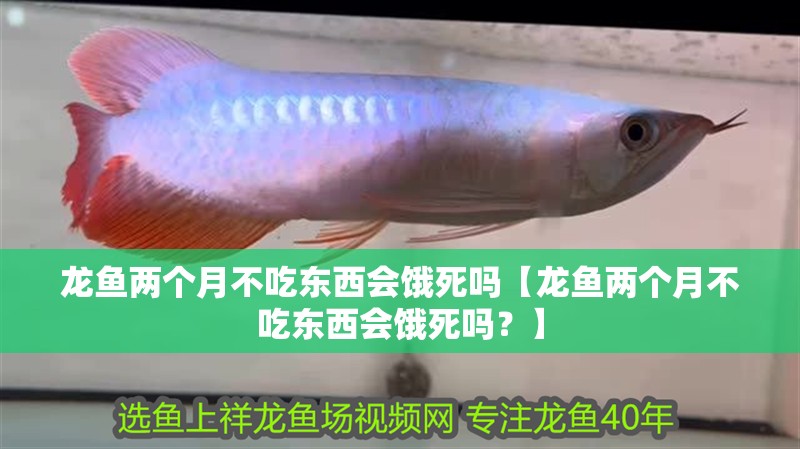 龍魚兩個月不吃東西會餓死嗎【龍魚兩個月不吃東西會餓死嗎？】