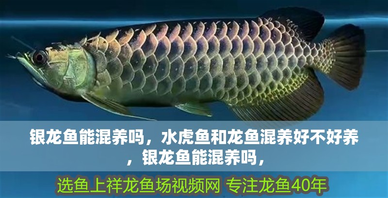 銀龍魚能混養(yǎng)嗎，水虎魚和龍魚混養(yǎng)好不好養(yǎng)，銀龍魚能混養(yǎng)嗎，