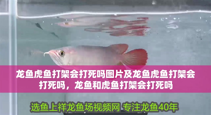 龍魚虎魚打架會打死嗎圖片及龍魚虎魚打架會打死嗎，龍魚和虎魚打架會打死嗎