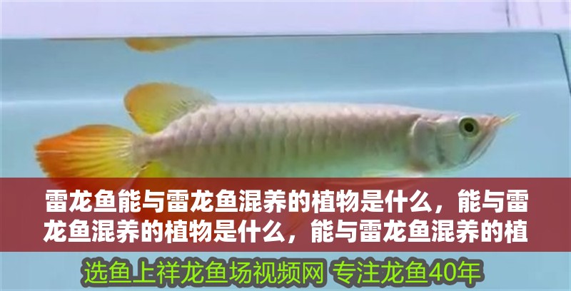 雷龍魚能與雷龍魚混養(yǎng)的植物是什么，能與雷龍魚混養(yǎng)的植物是什么，能與雷龍魚混養(yǎng)的植物