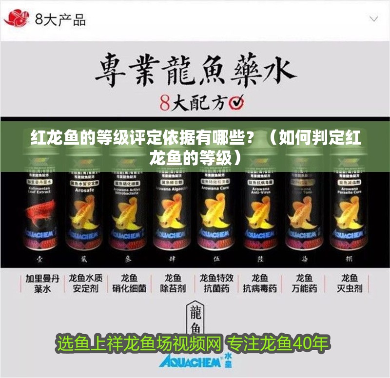 紅龍魚的等級評定依據有哪些？（如何判定紅龍魚的等級）