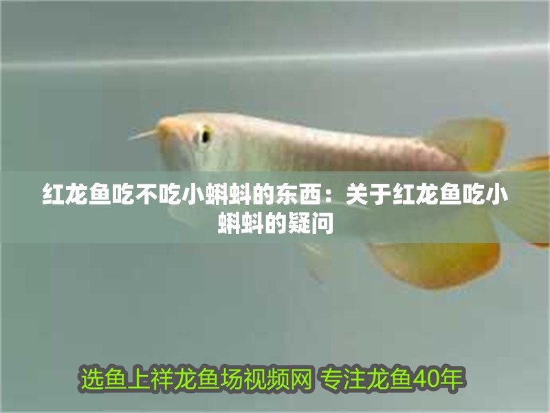 紅龍魚吃不吃小蝌蚪的東西：關于紅龍魚吃小蝌蚪的疑問