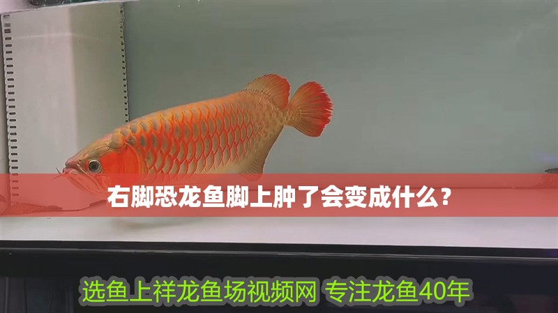 右腳恐龍魚腳上腫了會(huì)變成什么？