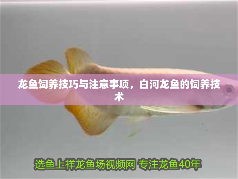 龍魚飼養(yǎng)技巧與注意事項(xiàng)，白河龍魚的飼養(yǎng)技術(shù)