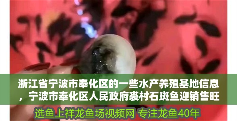 浙江省寧波市奉化區的一些水產養殖基地信息，寧波市奉化區人民政府裘村石斑魚迎銷售旺季智慧養殖