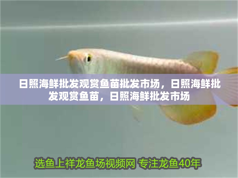 日照海鮮批發(fā)觀賞魚苗批發(fā)市場，日照海鮮批發(fā)觀賞魚苗，日照海鮮批發(fā)市場
