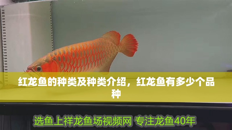 紅龍魚的種類及種類介紹，紅龍魚有多少個品種