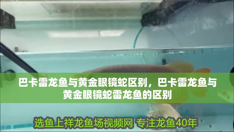 巴卡雷龍魚與黃金眼鏡蛇區別，巴卡雷龍魚與黃金眼鏡蛇雷龍魚的區別