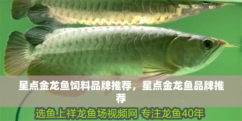 星點(diǎn)金龍魚飼料品牌推薦，星點(diǎn)金龍魚品牌推薦