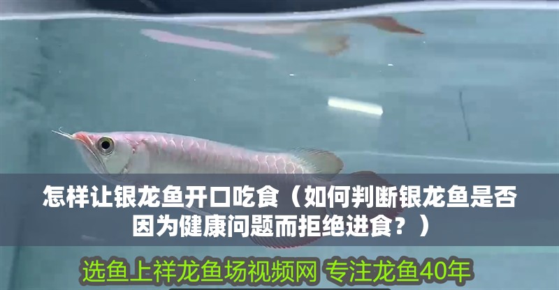 怎樣讓銀龍魚開口吃食（如何判斷銀龍魚是否因為健康問題而拒絕進食？）