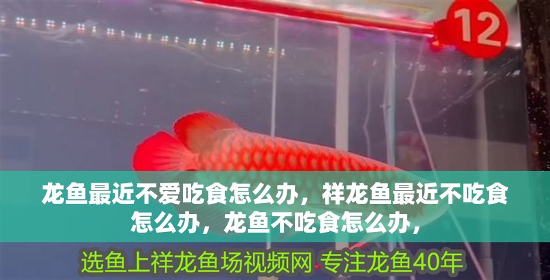 龍魚最近不愛吃食怎么辦，祥龍魚最近不吃食怎么辦，龍魚不吃食怎么辦，