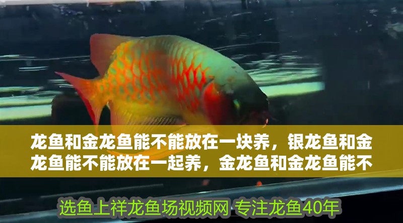 龍魚和金龍魚能不能放在一塊養，銀龍魚和金龍魚能不能放在一起養，金龍魚和金龍魚能不能一塊養？