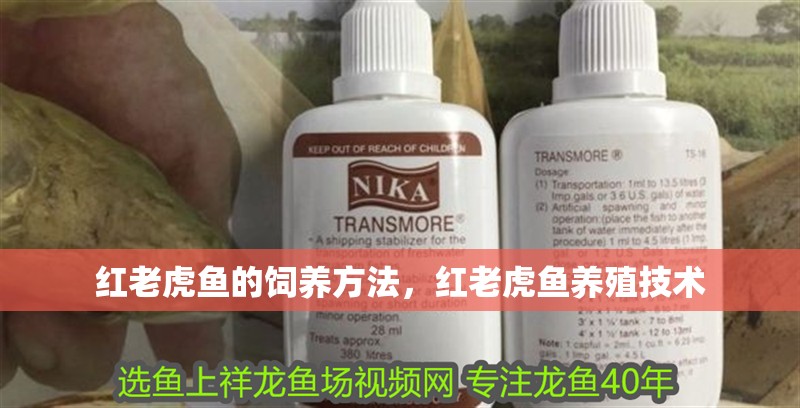 紅老虎魚的飼養(yǎng)方法，紅老虎魚養(yǎng)殖技術(shù)