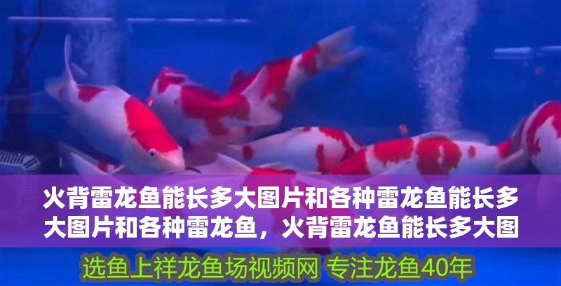 火背雷龍魚能長多大圖片和各種雷龍魚能長多大圖片和各種雷龍魚，火背雷龍魚能長多大圖片