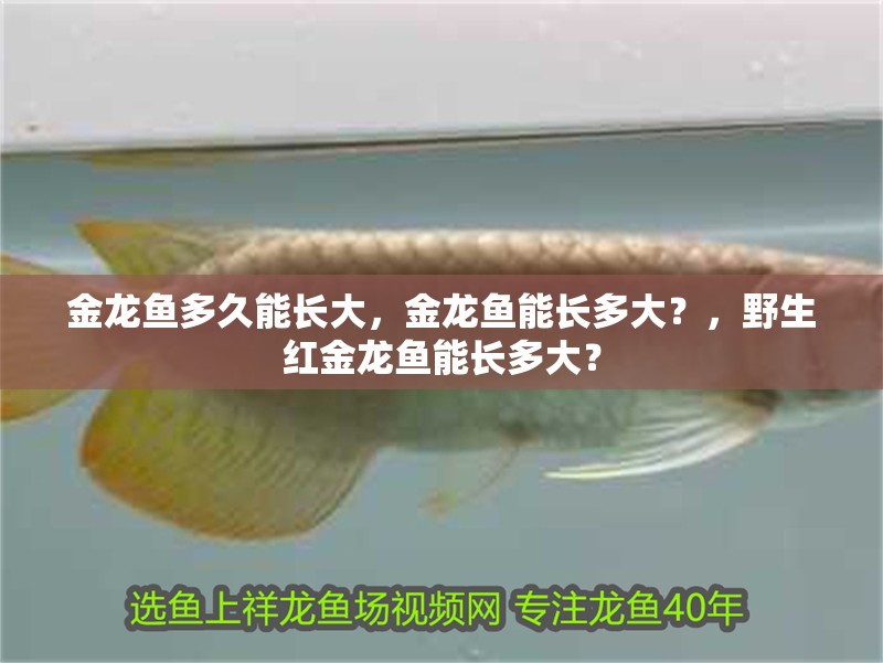 金龍魚多久能長大，金龍魚能長多大？，野生紅金龍魚能長多大？