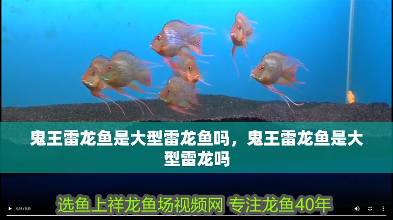 鬼王雷龍魚是大型雷龍魚嗎，鬼王雷龍魚是大型雷龍嗎