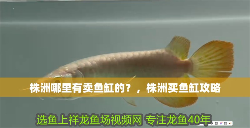 株洲哪里有賣魚缸的？，株洲買魚缸攻略
