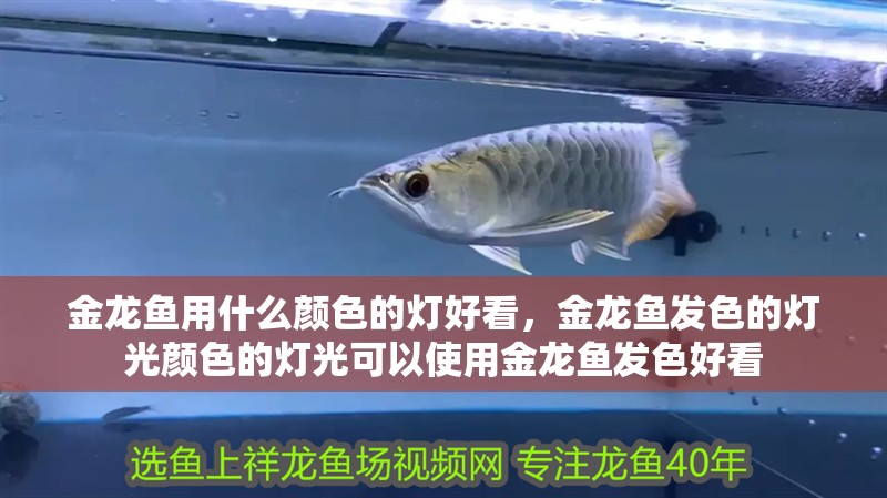 金龍魚用什么顏色的燈好看，金龍魚發色的燈光顏色的燈光可以使用金龍魚發色好看