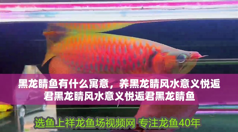 黑龍睛魚有什么寓意，養黑龍睛風水意義悅逅君黑龍睛風水意義悅逅君黑龍睛魚