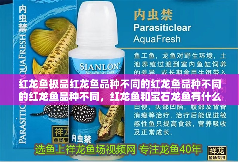 紅龍魚極品紅龍魚品種不同的紅龍魚品種不同的紅龍魚品種不同，紅龍魚和寶石龍魚有什么區別？