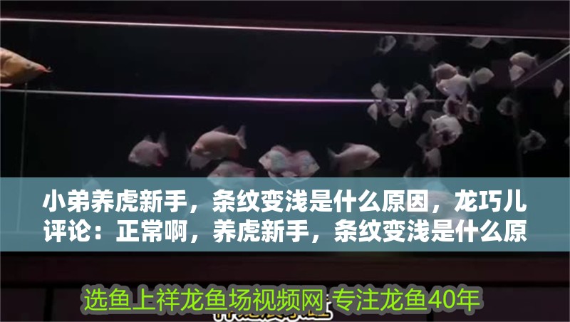 小弟養虎新手，條紋變淺是什么原因，龍巧兒評論：正常啊，養虎新手，條紋變淺是什么原因，應該怎么辦