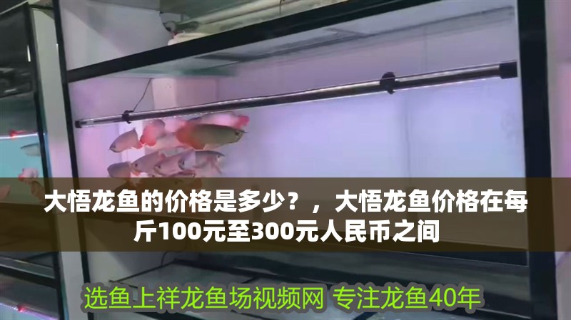 大悟龍魚的價格是多少？，大悟龍魚價格在每斤100元至300元人民幣之間