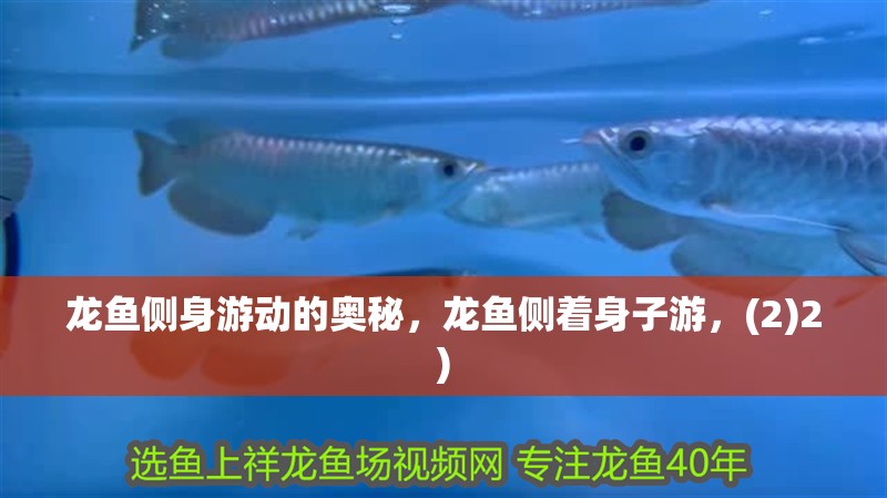 龍魚側身游動的奧秘，龍魚側著身子游，(2)2)