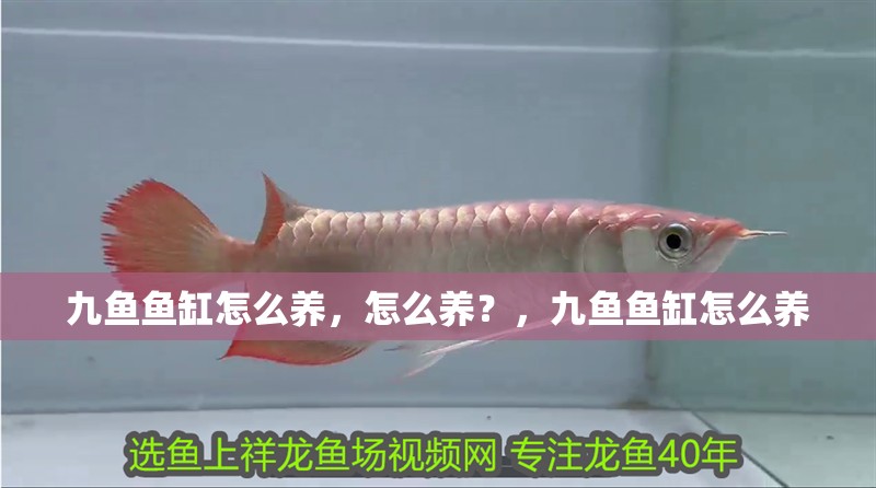 九魚魚缸怎么養(yǎng)，怎么養(yǎng)？，九魚魚缸怎么養(yǎng)