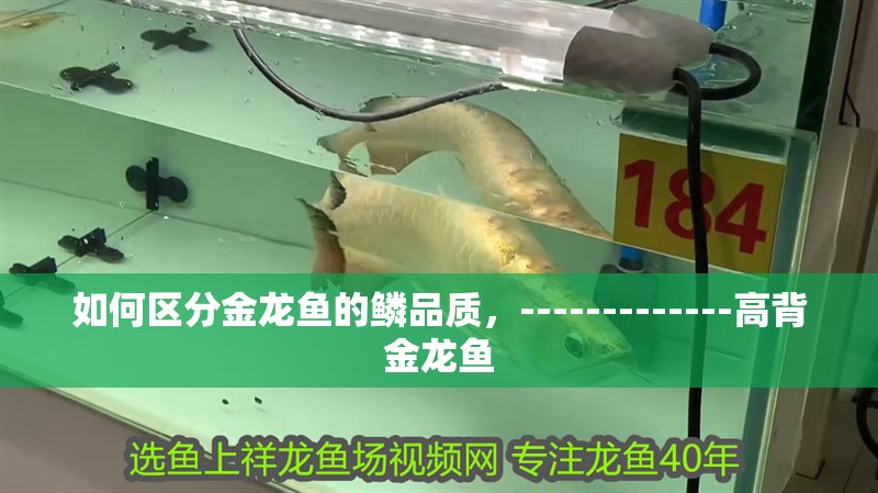 如何區(qū)分金龍魚的鱗品質(zhì)，-------------高背金龍魚