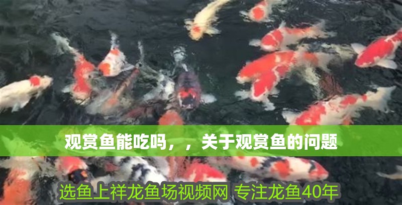 觀賞魚能吃嗎，，關(guān)于觀賞魚的問題