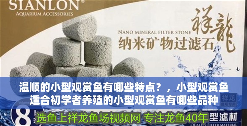 溫順的小型觀賞魚有哪些特點？，小型觀賞魚適合初學者養殖的小型觀賞魚有哪些品種